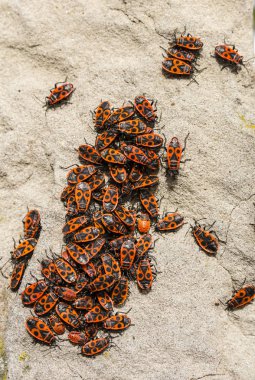 Pyrrhocoris apterus Pyrrhocoridae ailesinin ortak bir böcek olduğunu.