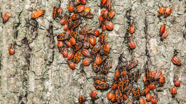 Böcek üzerinde limon kabuğu.