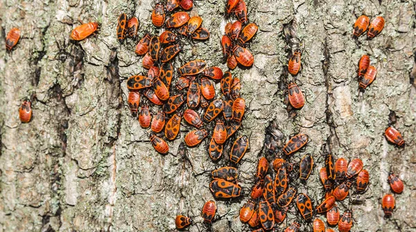 Böcek üzerinde limon kabuğu.