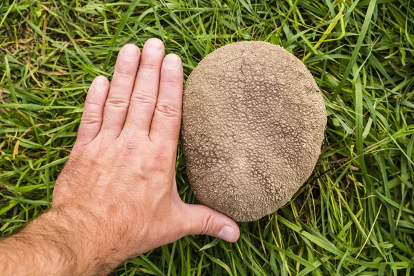 Vergelijking van de grootte van de paddenstoel (Handkea utriformis) met de linkerhand. — Stockfoto