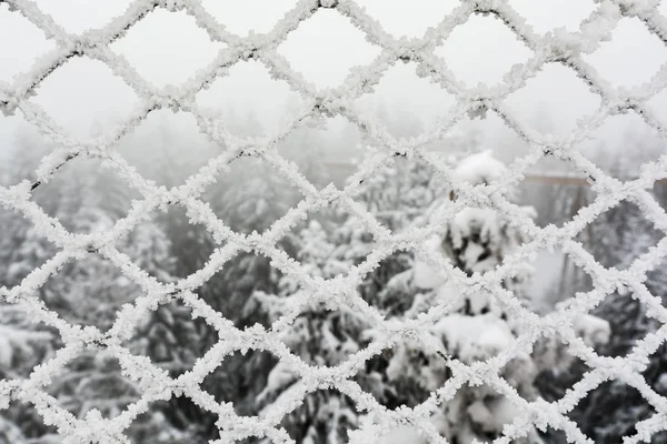 Frosted stalen gaas in de winter. — Stockfoto