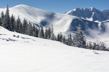 Karla kaplı bir yamaç üzerinde büyüyen bir çam ormanı.