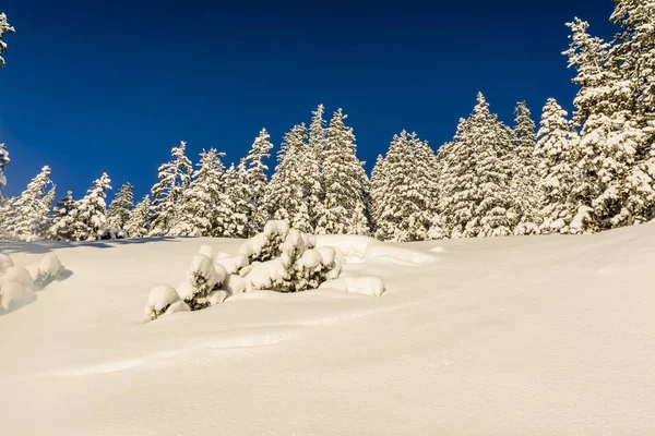 Pokryte śniegiem lasu świerkowego. — Zdjęcie stockowe
