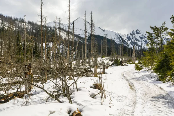 European spruce bark beetle attacked trees in the forest.