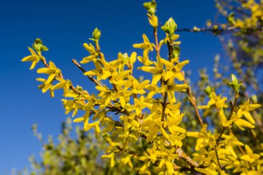 Çiçek açan bahar sarısı çalı çiçekleri - Forsythia intermedya.