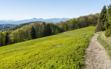 Hangi aracılığıyla turizm iz gidiyor takas çevreleyen orman.