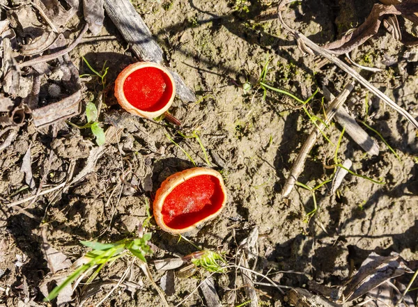 Sarcosypha Gekenmerkt Door Een Bekervormig Apothecium Dat Vaak Fel Gekleurd — Stockfoto