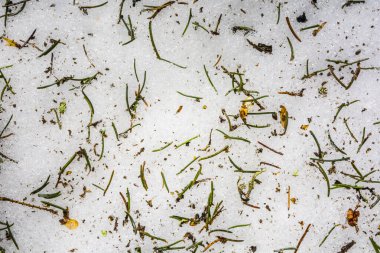 Yeşil iğneler, kahverengi tohumlar ve kar üzerindeki ladin dalları - doğa tarafından yaratılan doğal ve benzersiz bir desen veya doku.