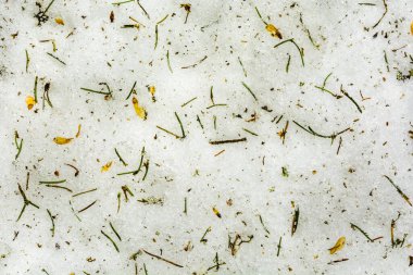 Yeşil iğneler, kahverengi tohumlar ve kar üzerindeki ladin dalları - doğa tarafından yaratılan doğal ve benzersiz bir desen veya doku.