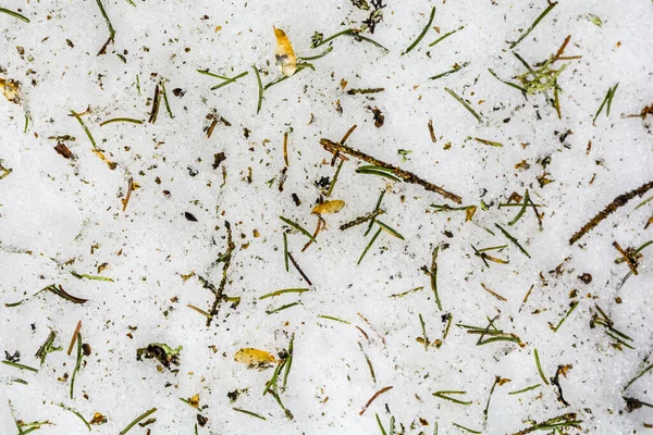 Grüne Nadeln Braune Samen Und Fragmente Von Fichtenzweigen Auf Schnee — Stockfoto