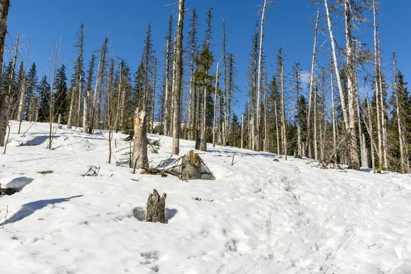 Natural Environment Old Forest Partly Dead Spruce Forestry Fleece Covered — Stock Photo, Image