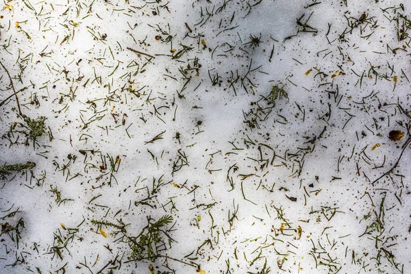 Grüne Nadeln Braune Samen Und Fragmente Von Fichtenzweigen Auf Schnee — Stockfoto