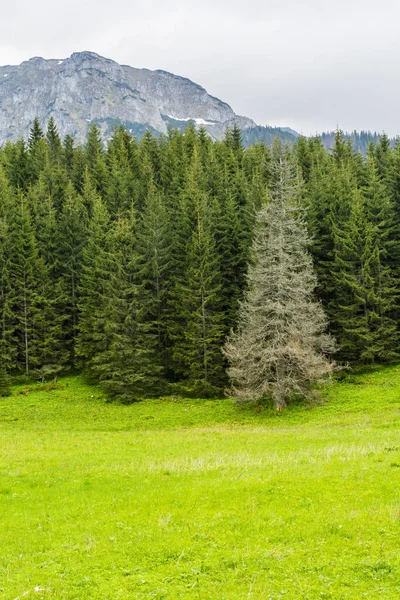 Ένα Έλατο Spruce Εμπλοκή Μεταξύ Των Ζωή Έλατα Ένα Φυσικό — Φωτογραφία Αρχείου