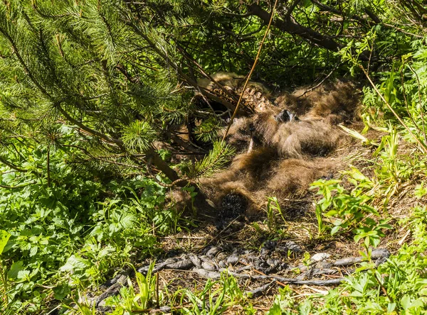 Die Überreste Eines Toten Braunbären Ursus Arctos Das Ist Brutale — Stockfoto