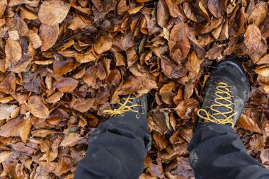 Düşük yakalı ayakkabılı turist sonbaharda düşen kayın yapraklarıyla ormanda buzağıladı..