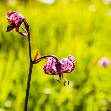 Lilium Martagon (Martagon zambağı) - Çiçeğe yakın çekim.
