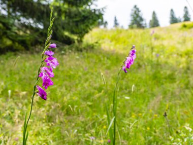 Gladiolus imbricatus yazın çayırda çiçek açıyor..