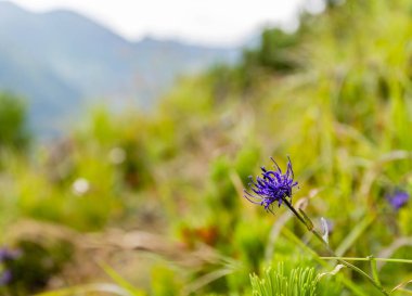 Phyteuma dağlarda yörüngededir..