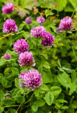 Trifolium pratense çiçeği. Alp yaşam alanının özelliklerine sahip..