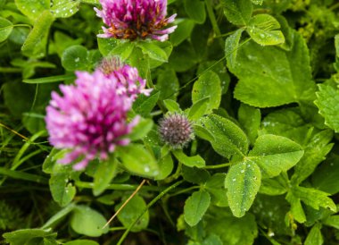 Yapraklara yağmur damlaları Trifolium pratense (kırmızı yonca).