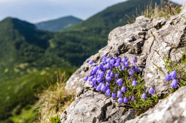 Çiçek açan (Campanula cochleariifolia) arka planda yeşil dağlar olan bir kaya rafında.