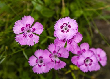 Dianthus Nitidus (Karpatlar 'ın parlak pembesi) Vahşi doğada güzel bir çiçek.