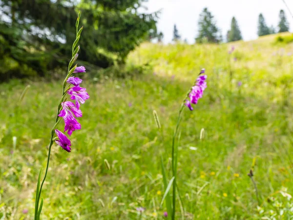 Gladiolus Imbricatus Blooming Summer Meadow — Stock Photo, Image