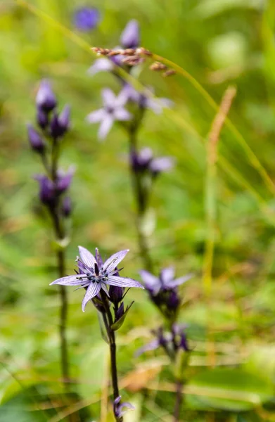 Swertia Perennis Soort Bloeiende Plant Uit Gentiaanse Familie — Stockfoto