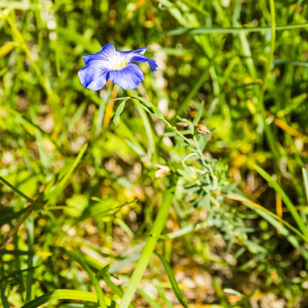 Linum Extraxillareキット 高山のツンドラにある山の植物 — ストック写真