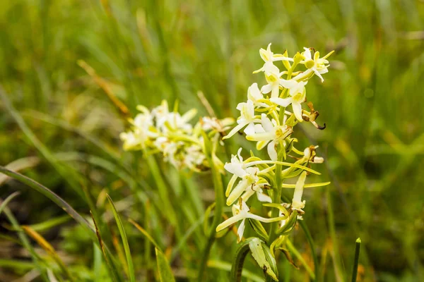 Цветущий Цветок Platanthera Bifolia Меньшая Бабочка Орхидея Поляне — стоковое фото