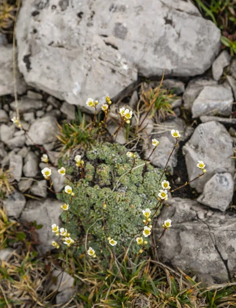 Saxifraga Caesia Zawarte Poduszce Sadzonki Dzikie — Zdjęcie stockowe