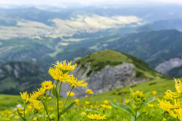 Doronicum Austriacum Jacq Florescendo Flores Plantas Encosta Nas Montanhas — Fotografia de Stock