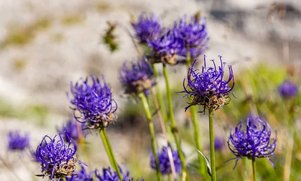 Groupe Inflorescences Phyteuma Orbiculare Dans Nature — Photo