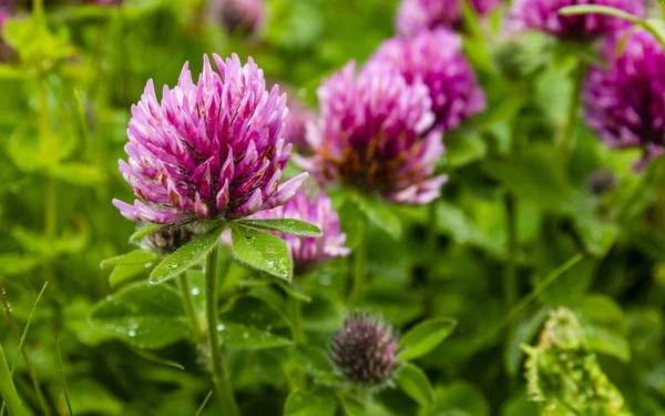 高い山の位置から植物特有の特徴を持つTrifolium Pratense 赤いクローバー — ストック写真