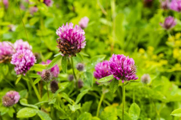 Trifolium Pratense Bylinné Druhy Kvetoucích Rostlin Čeledi Fabaceae — Stock fotografie