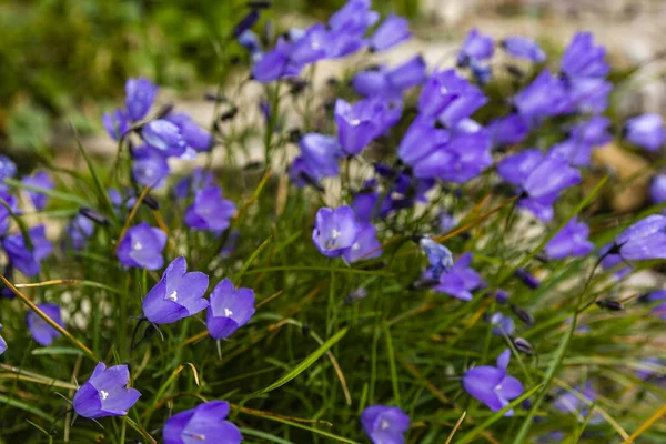 Çiçek Açan Campanula Tatrae Borbas Grubun Arka Planına Yaklaştır — Stok fotoğraf