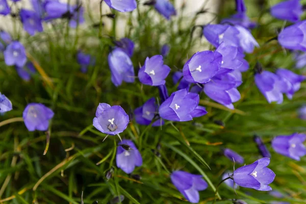 カンパヌラタトレア ボルバス 夏に咲く花 — ストック写真