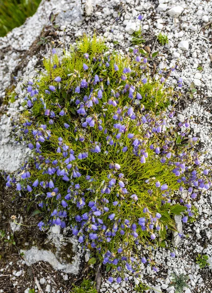 Skupina Kvetoucích Letních Květin Campanula Cochleariifolia Lam — Stock fotografie