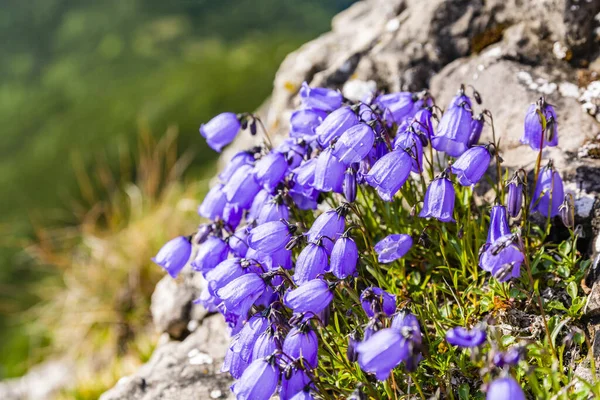 花の集団 カンパヌラ コクリフォリア 山の岩棚に — ストック写真