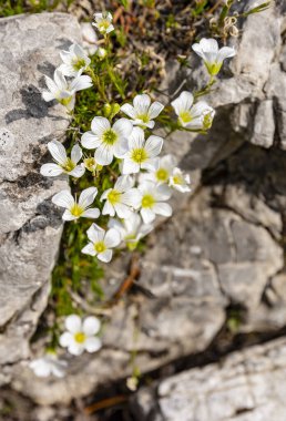 Minuartia laricifolia subsp. Kitaibelii (Nyman) Mattf. Caryophyllaceae familyasından..