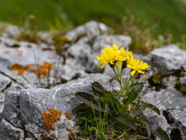 Asteraceae ailesinin kireç taşı kayaları arasında büyüyen çiçek (Crepis jacquinii Tausch) yakın çekim.