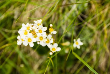 Doğada yetişen bir bitkinin (Saxifraga paniculata) en üst görüntüsü. Tipik bir yaşam alanı dağlık alanlardır..
