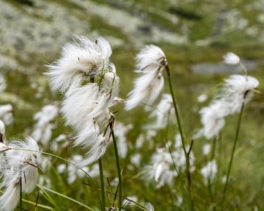Eriophorum latifolium doğal ortamda büyüyen bir bitkinin yakın çekimi. Yaz mevsiminde bitkinin görüntüsü.