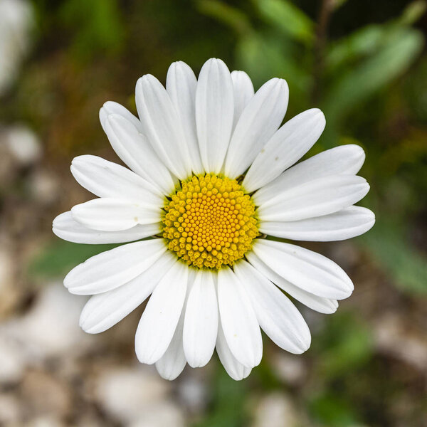 Вид сверху на красивый цветущий цветок (canthemum vulgare Lam., ox-eye dah., oxeye daysy, dog dah.) летом в дикой природной среде
.