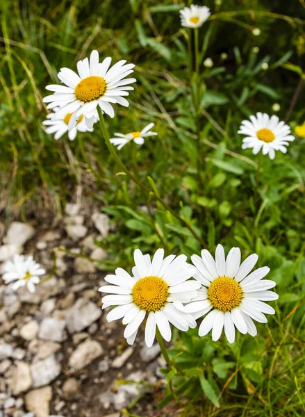 Leucântemo Vulgar Lam Flores Lindamente Florescendo Ambiente Natural — Fotografia de Stock