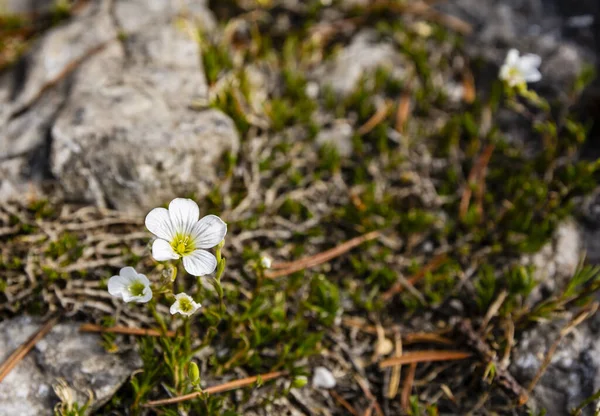 Nahaufnahme Einer Blume Minuartia Laricifolia Subsp Kitaibelii Nyman Mattf Der — Stockfoto