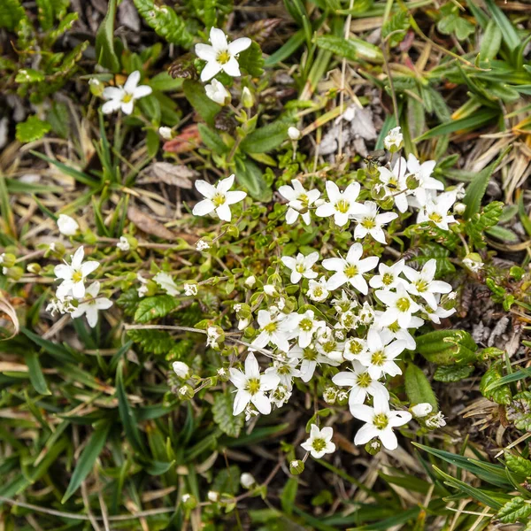 Опоясывающий Песчаник Arenaria Ciliata Цветущее Растение Дикой Природе Горах — стоковое фото