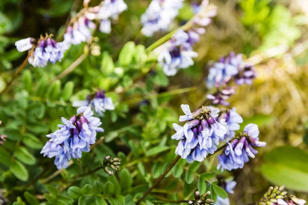 Astragalus Oroboides Astragalus Norvegicus Prachtig Bloeiende Bloemen Van Familie Fabaceae — Stockfoto