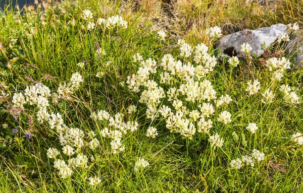 Tarla Yosunları Oxytropis Campestris Çimenli Bir Yamaçta Yaz Mevsiminde Nasırlı — Stok fotoğraf