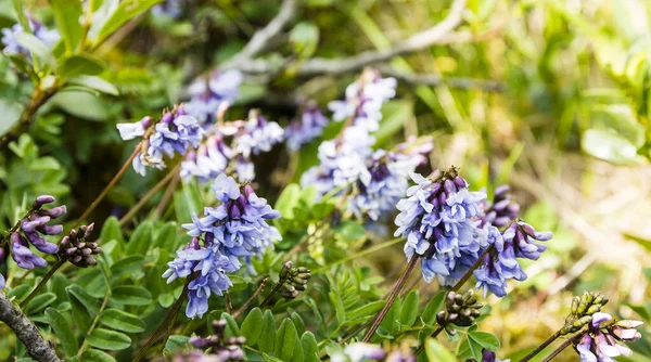 Astragalus Oroboides Astragalus Norvegicus Группа Красивых Цветущих Цветов Летом Семейства — стоковое фото